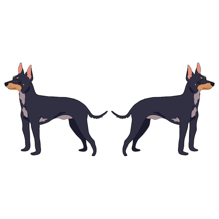 Signmission English Toy Terrier Dog Decal, Dog Lover Decor Vinyl Sticker D-18-English Toy Terrier